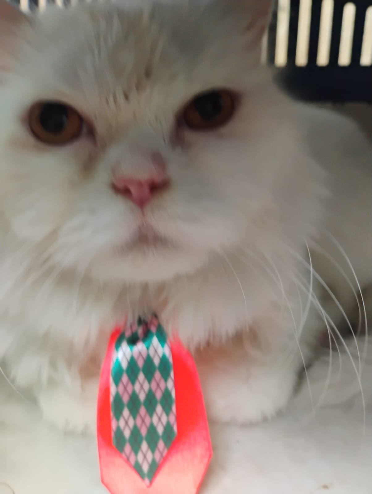 Pet 2